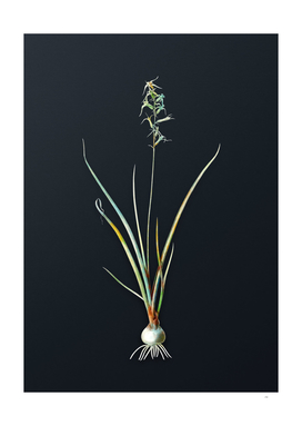Watercolor Hyacinthus Viridis on Dark Teal Gray