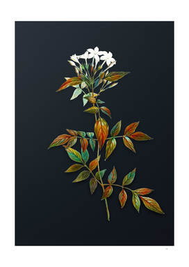 Watercolor Jasmin Officinale Flower on Dark Teal Gray