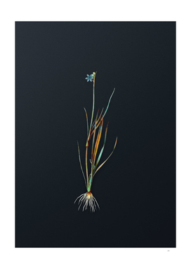 Watercolor Narrow Leaf Blue Grass on Dark Teal Gray