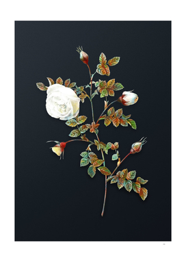 Watercolor Silvered Hispid Rose on Dark Teal Gray
