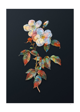 Watercolor Tea Scented Roses Bloom on Dark Teal Gray