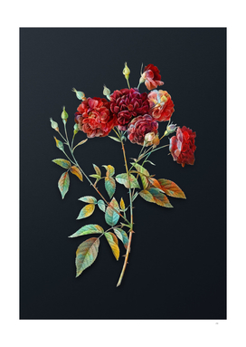 Watercolor Ternaux Rose Bloom on Dark Teal Gray