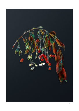 Watercolor Visciola Cherries on Dark Teal Gray