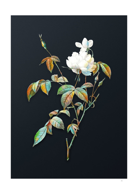 Watercolor White Bengal Rose on Dark Teal Gray