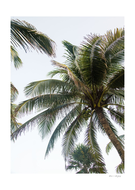 Mexican Palm Tree Vibes #2 #tropical #wall #art