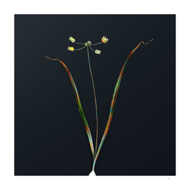 Vintage Allium Scorzonera Folium on Dark Teal Gray