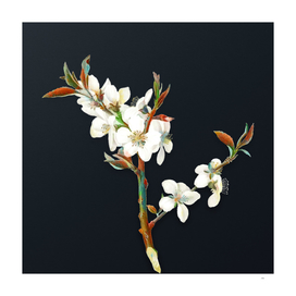 Vintage Almond Tree Flower on Dark Teal Gray
