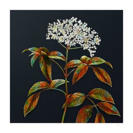 Vintage Elderberry Flowering Plant on Dark Teal Gray