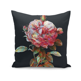 Vintage Giant French Rose on Dark Teal Gray