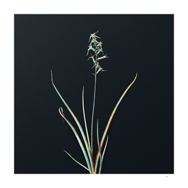 Vintage Hyacinthus Viridis on Dark Teal Gray