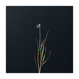 Vintage Narrow Leaf Blue Grass on Dark Teal Gray