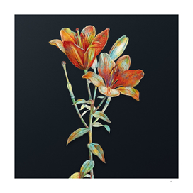 Vintage Orange Bulbous Lily on Dark Teal Gray