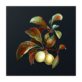 Vintage Ripe Plums on a Branch on Dark Teal Gray