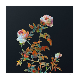 Vintage Rose of the Hedges on Dark Teal Gray