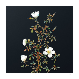 Vintage Watercolor Hedge Rose on Dark Teal Gray