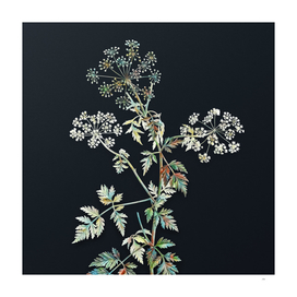 Vintage Watercolor Hemlock Flowers on Dark Teal Gray