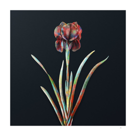 Vintage Watercolor Mourning Iris on Dark Teal Gray