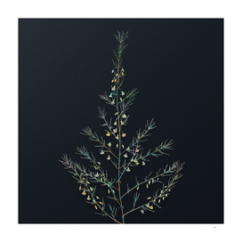 Vintage Watercolor Sea Asparagus on Dark Teal Gray