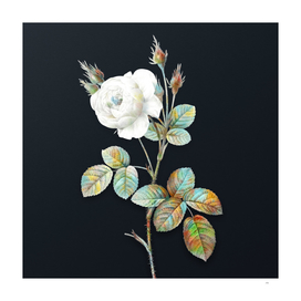 Vintage Watercolor White Misty Rose on Dark Teal Gray