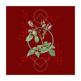 Vintage Evrat's Rose with Crimson Buds Botanical