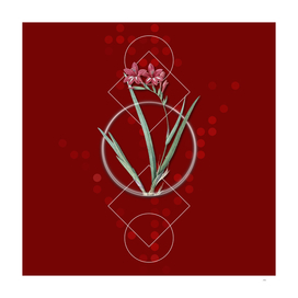 Vintage Gladiolus Cardinalis Botanical on Geometric