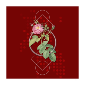 Vintage Harsh Downy Rose Botanical on Geometric