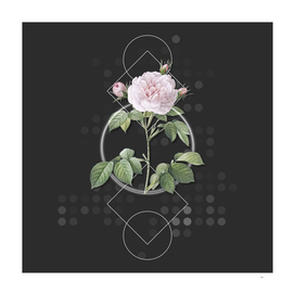 Vintage Vintage Rosa Alba Botanical on Geometric