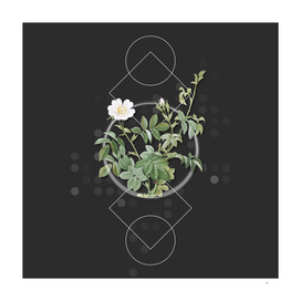 Vintage White Downy Rose Botanical on Geometric