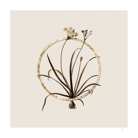 Gold Ring Allium Fragrans Botanical Illustration
