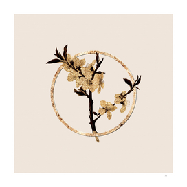Gold Ring Almond Tree Flower Botanical Illustration
