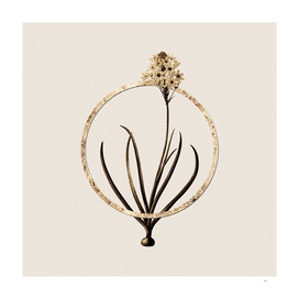 Gold Ring Arabian Starflower Botanical Illustration