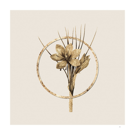 Gold Ring Autumn Crocus Botanical Illustration
