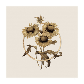 Gold Ring Blanket Flowers Botanical Illustration