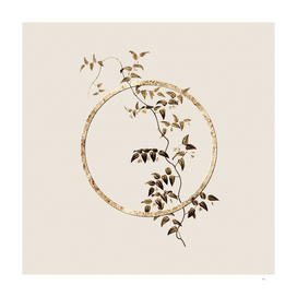 Gold Ring Bridal Creeper Botanical Illustration