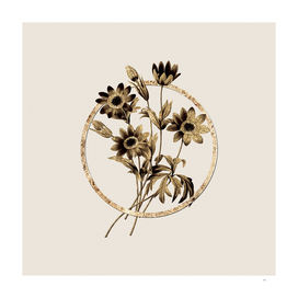 Gold Ring Broad Leaved Anemone Botanical Illustration
