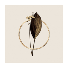 Gold Ring Bulltongue Arrowhead Botanical Illustration