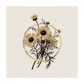 Gold Ring Chrysanthemum Botanical Illustration