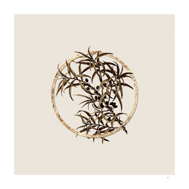 Gold Ring Common Sea Buckthorn Botanical Illustration
