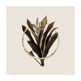 Gold Ring Cordyline Fruticosa Botanical Illustration