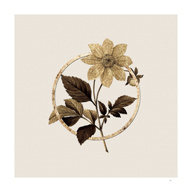 Gold Ring Dahlia Simplex Botanical Illustration