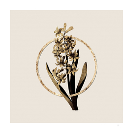 Gold Ring Dutch Hyacinth Botanical Illustration