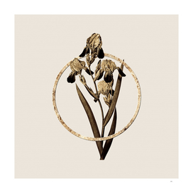 Gold Ring Elder Scented Iris Botanical Illustration