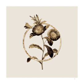 Gold Ring Field Bindweed Botanical Illustration