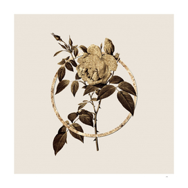Gold Ring Fragrant Rosebush Botanical Illustration