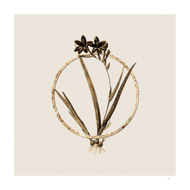 Gold Ring Gladiolus Cardinalis Botanical Illustration