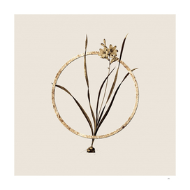 Gold Ring Gladiolus Lineatus Botanical Illustration
