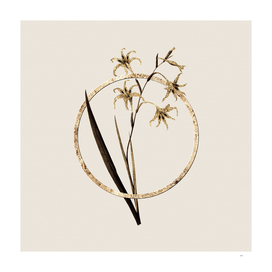 Gold Ring Gladiolus Cuspidatus Botanical Illustration