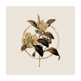 Gold Ring Golden Guinea Vine Botanical Illustration