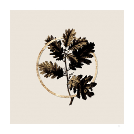 Gold Ring Hungarian Oak Botanical Illustration
