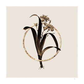 Gold Ring Iris Fimbriata Botanical Illustration